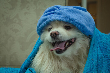 dog after washing in a towel and in a hair cap.