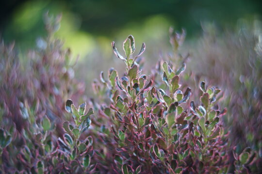 Shallow focus shot of Coprosma flowering plants
