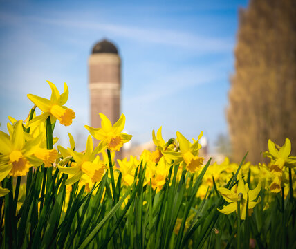Close-up of beautiful yellow daffodil flowers with a water tower on the background, Netherlands