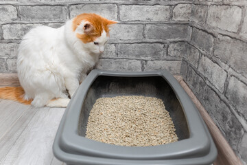 Domestic cat looks at the litter box.