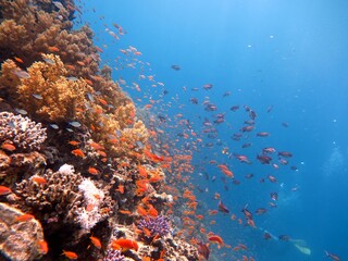 red sea fish and hard coral reef