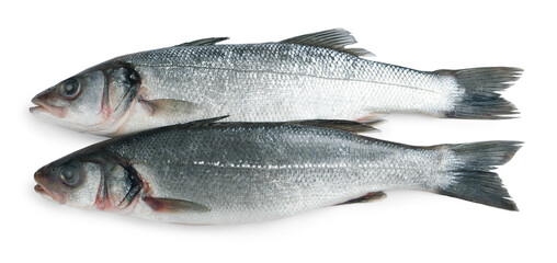 Fresh sea bass fish on white background, top view