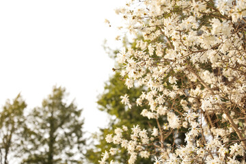 Spring flowers blooming from trees in a stock photo symbolize the renewal of life, growth, and beauty. They represent hope, joy, and new beginnings