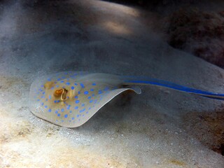 Blue spotted sting ray