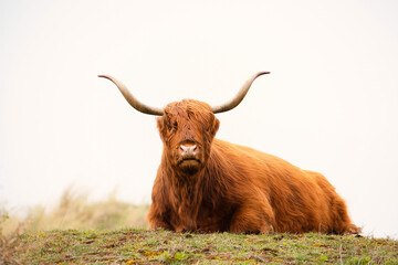 Scottish highland cattle, cow in the countryside, bull with horns on a pasture, ginger shaggy coat
