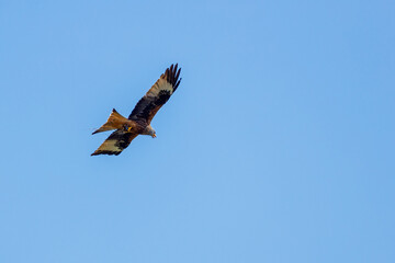 A red kite in the air