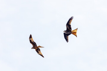 A red kite in the air