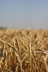field of wheat