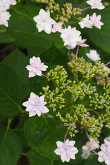 ピンク色のガクアジサイ, Hydrangea macrophylla f. normalis