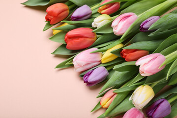 Beautiful colorful tulips on pale pink background. Space for text
