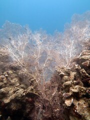 Underwater soft coral reef