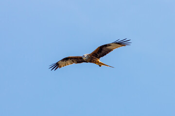 A red kite in the air