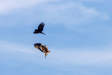 A red kite in the air