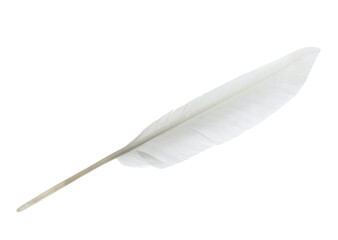 Beautiful white bird feather isolated on white