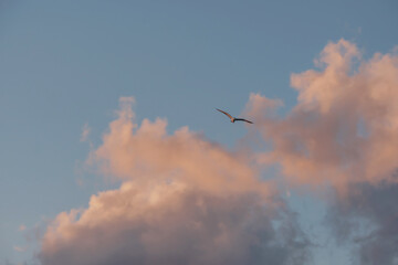 Beautiful background with flying bird and clouds in the sky at sunset