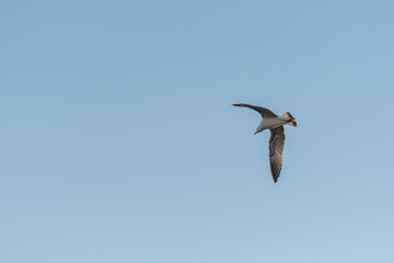 Beautiful background with flying bird and clouds in the sky