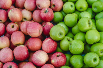 Red and green apples with water droplets make them fresh and look very juicy.
