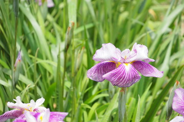 花菖蒲, Japanese Iris