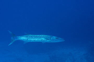 Great barracuda in open water