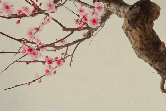 peach blossom
