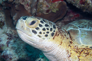 Naklejka na ściany i meble Green sea turtle closeup