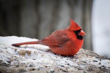 Fototapeta premium Close-up shot of a Northern cardinal sitting on a snow-covered tree stump