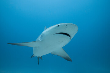 Bull shark