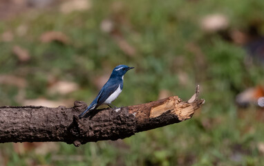 Closeup of the white-browed blue flycatcher, Ficedula superciliaris. Shallow focus.