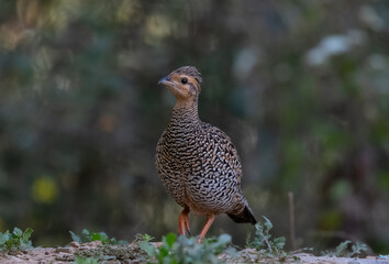 Closeup shot of a common pheasant on the blurry background