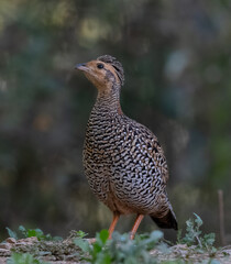 Black Francolin (Francolinus pictus) perched on wood with plants