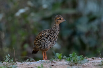 Black Francolin (Francolinus pictus) perched on wood with plants