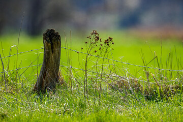 An old wooden fence on a meadow