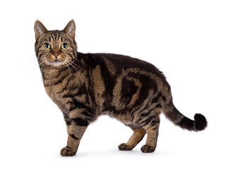 Excellent typed purebred senior European Shorthair cat, standing side ways. Looking at camera. Isolated on a white background.