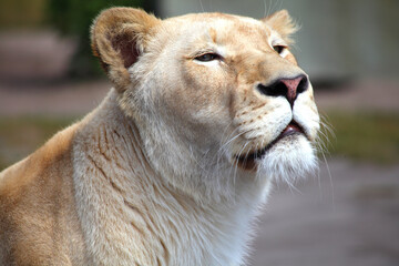 Obraz na płótnie Canvas Closeup of the lioness against the blurry background. Shallow focus.