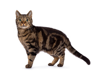 Excellent typed purebred senior European Shorthair cat, standing side ways. Looking at camera. Isolated on a white background.