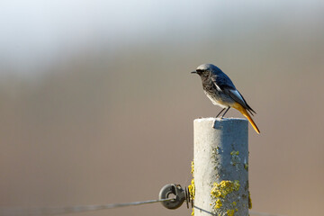 A black redstart bird in the wild