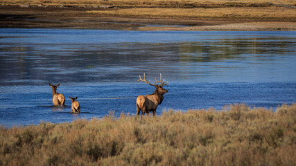 Distant view of elks crossing the Yellowstone River in Yellowstone National Park, Montana, USA