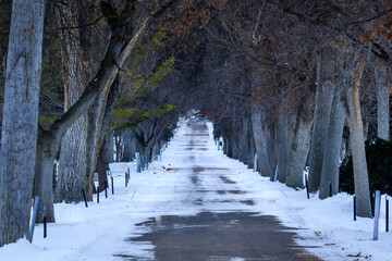Fototapeta premium Snowy pathway passing through raw of trees in Pocatello, Idaho, United States