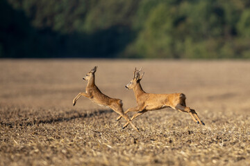 Deers running on a dry field in a blurry background