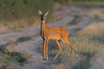 Cute baby deer on a walking path in a blurry background