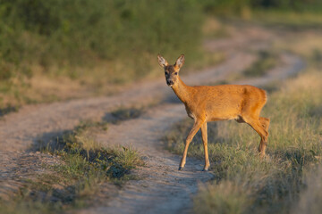 Cute baby deer on a walking path in a blurry background