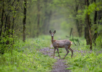 Naklejka na ściany i meble Deer staring at the camera in a green forest