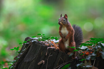 Close-up shot of a squirrel on a cut trunk in a blurry background