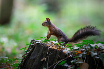 Close-up shot of a squirrel on a cut trunk in a blurry background