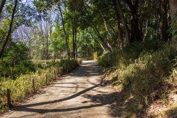 日当たりのよい森の散歩道
