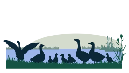 Fototapeten Rural landscape wirh geese silhouettes. Vector illustration © Евгений Горячев