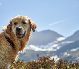 Portrait of an adorable young female golden retriever in the background of mountains