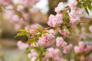 Grannenkirsche. Japanische Blütenkirsche. Prunus serrulata. Nahaufnahme.