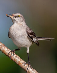 Closeup of a northern mockingbird (Mimus polyglottos) with a worm in its beak