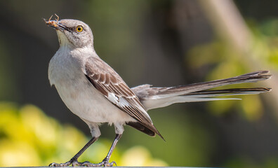 Closeup of a northern mockingbird (Mimus polyglottos) with a worm in its beak